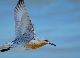A migração dos pássaros shorebird