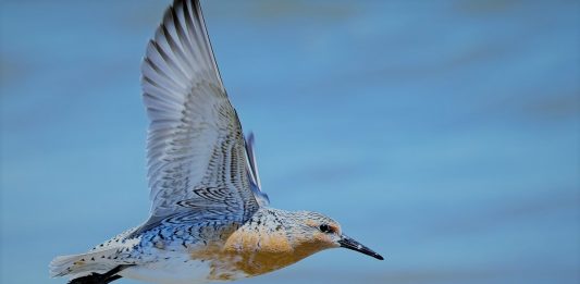 A migração dos pássaros shorebird