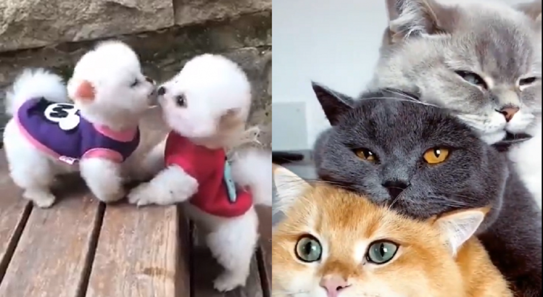 7 vídeos de animais encantadores que vão alegrar o seu dia!