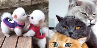 7 vídeos de animais encantadores que vão alegrar o seu dia!