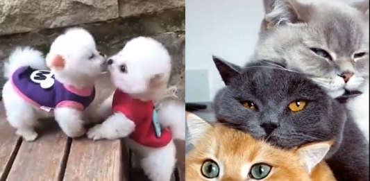 7 vídeos de animais encantadores que vão alegrar o seu dia!