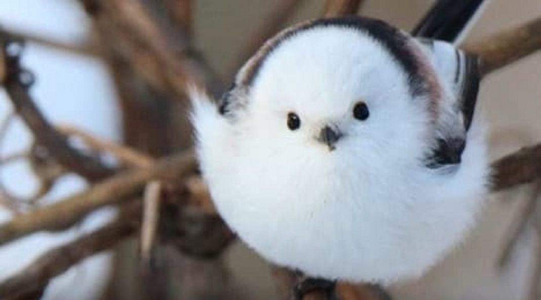 Conheça o passarinho que parece uma “bolinha de algodão” , um dos mais fofos do mundo.
