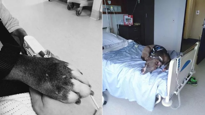 sensivel-mente.com - Cachorrinha salva a vida de sua dona e permanece ao seu lado no quarto do hospital