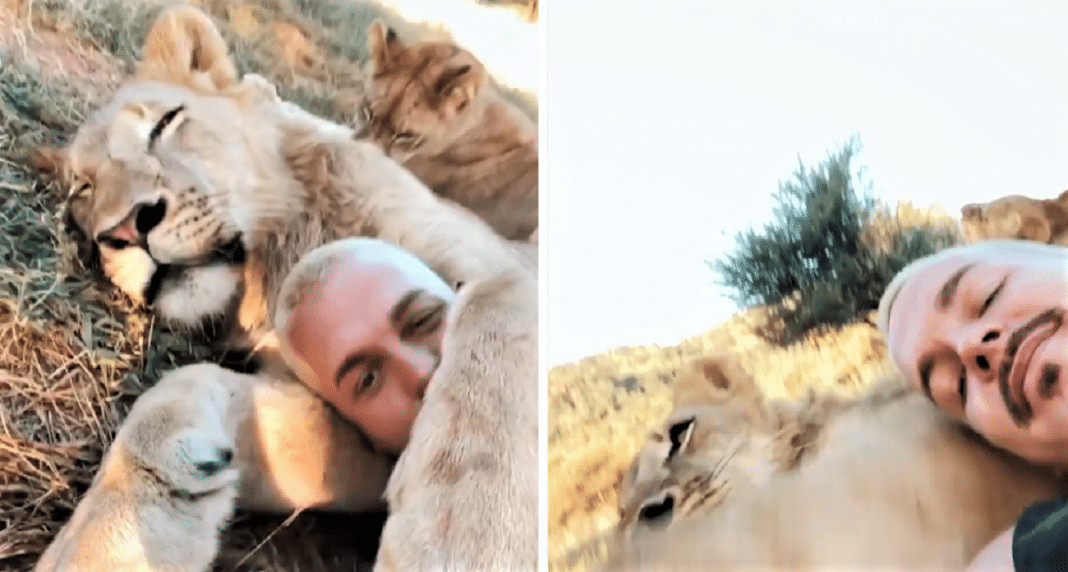 Vídeo mostra leão abraçando fundador de santuário e comove a web