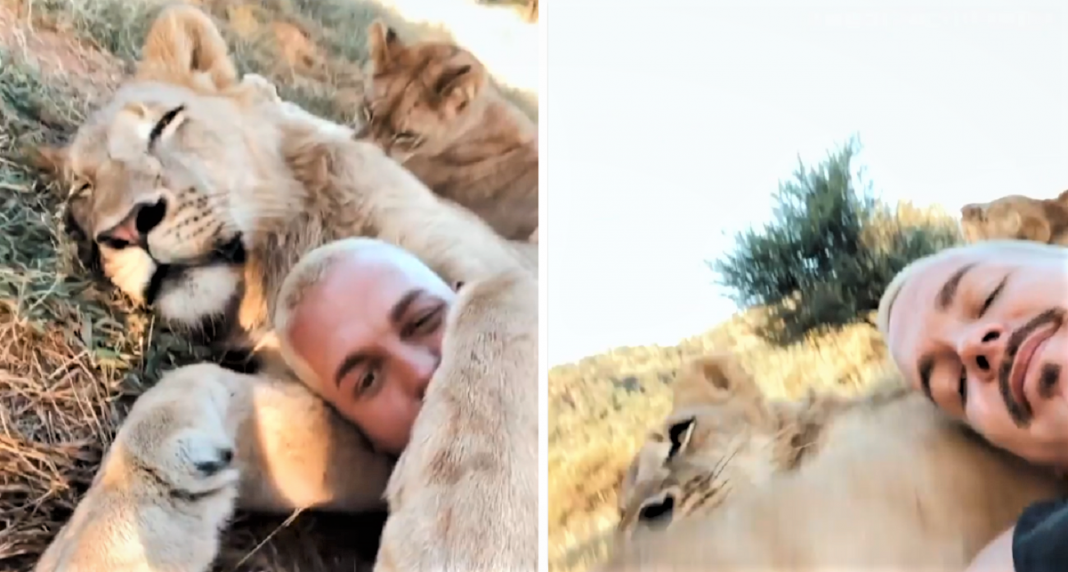Vídeo mostra leão abraçando fundador de santuário e comove a web