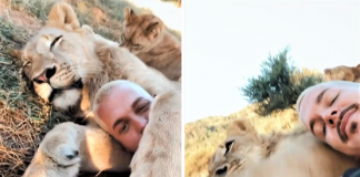 Vídeo mostra leão abraçando fundador de santuário e comove a web