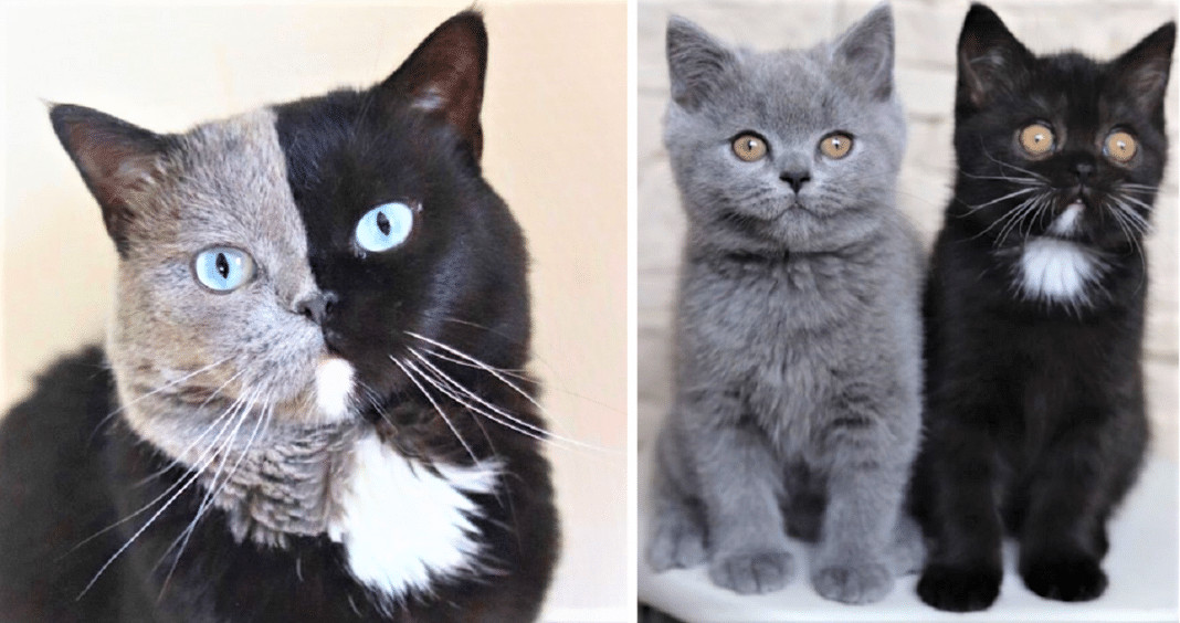 Gato com rosto de duas cores. Seus gatinhos sairam muito lindos veja!