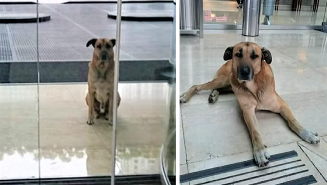 Aeromoça adota cãozinho que sempre a esperava na porta do hotel