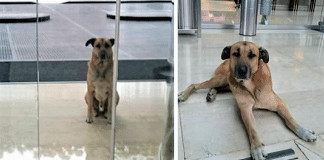 Aeromoça adota cãozinho que sempre a esperava na porta do hotel
