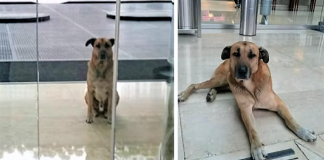 Aeromoça adota cãozinho que sempre a esperava na porta do hotel