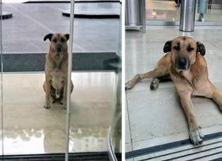 Aeromoça adota cãozinho que sempre a esperava na porta do hotel