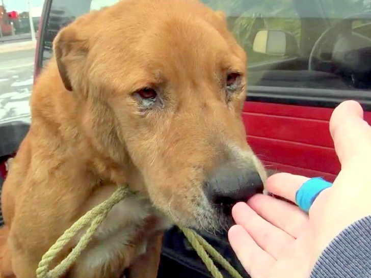 sensivel-mente.com - Abandonaram este cãozinho nas ruas por ser “velho demais”, seu olhar abatido corta o coração.