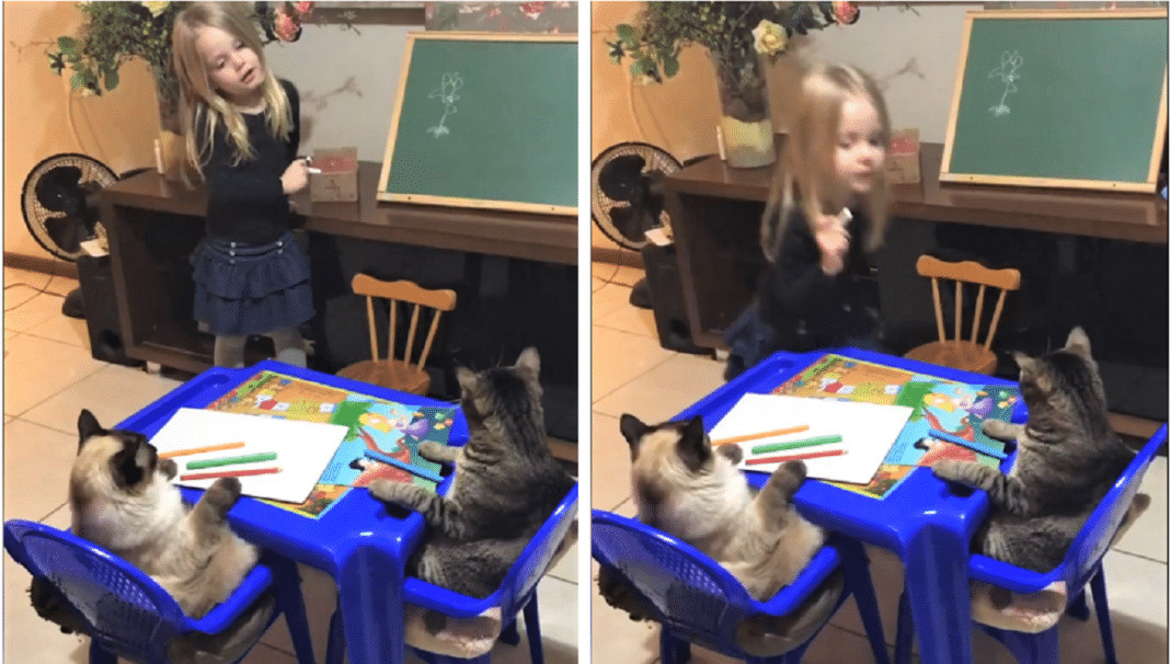 Menina dá uma aula muito fofa para seus gatinhos ensinando “como desenhar uma flor”-(Vídeo)