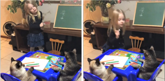 Menina dá uma aula muito fofa para seus gatinhos ensinando “como desenhar uma flor”-(Vídeo)