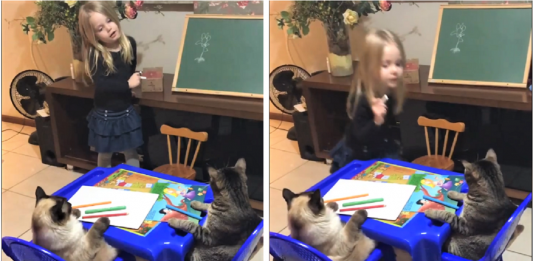 Menina dá uma aula muito fofa para seus gatinhos ensinando “como desenhar uma flor”-(Vídeo)