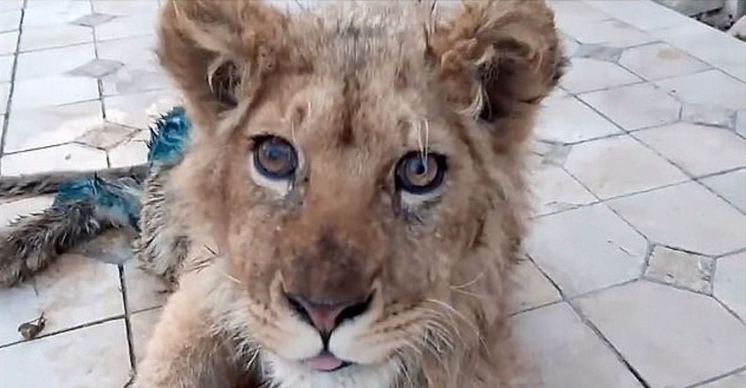 Eles quebraram suas pernas para impedir que ele fugisse dos turistas que o fotografavam. Simba já voltou a andar