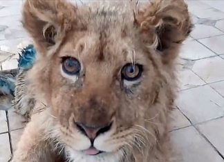 Eles quebraram suas pernas para impedir que ele fugisse dos turistas que o fotografavam. Simba já voltou a andar