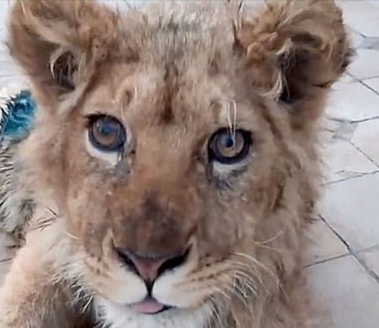 Eles quebraram suas pernas para impedir que ele fugisse dos turistas que o fotografavam. Simba já voltou a andar