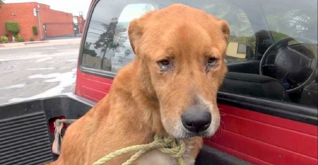 Abandonaram este cãozinho nas ruas por ser “velho demais”, seu olhar abatido corta o coração.