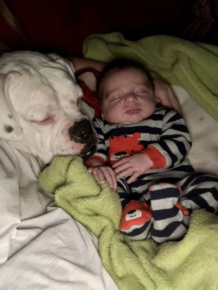 sensivel-mente.com - Câmera Captura Momento Adorável Garotinho sai de sua cama para dormir com seu cachorro