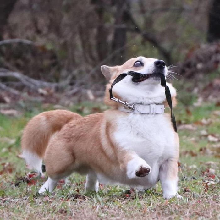 sensivel-mente.com - Conheça Gen, um corgi do Japão cujas expressões faciais podem fazer o seu dia instantaneamente (10 fotos)