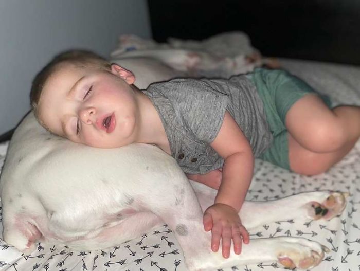 sensivel-mente.com - Câmera Captura Momento Adorável Garotinho sai de sua cama para dormir com seu cachorro