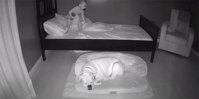 sensivel-mente.com - Câmera Captura Momento Adorável Garotinho sai de sua cama para dormir com seu cachorro