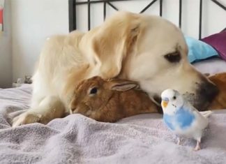 Filhotinhos de coelho acham que o Golden Retriever é seu pai e se aninham debaixo dele o dia todo