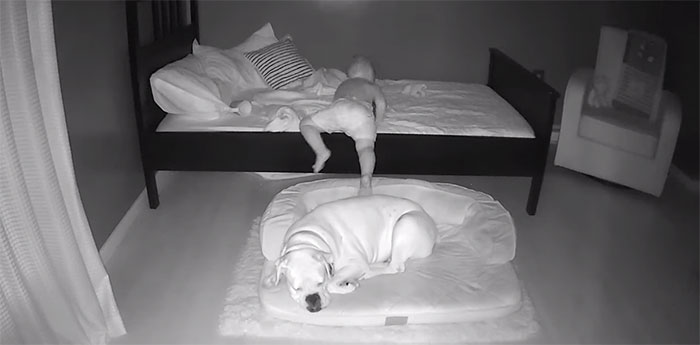 sensivel-mente.com - Câmera Captura Momento Adorável Garotinho sai de sua cama para dormir com seu cachorro
