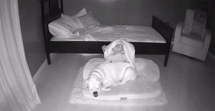 5 3 - Câmera Captura Momento Adorável Garotinho sai de sua cama para dormir com seu cachorro