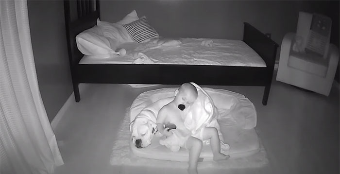 6 2 - Câmera Captura Momento Adorável Garotinho sai de sua cama para dormir com seu cachorro