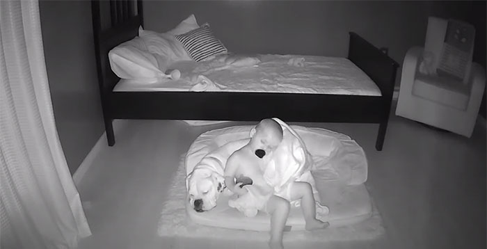 sensivel-mente.com - Câmera Captura Momento Adorável Garotinho sai de sua cama para dormir com seu cachorro