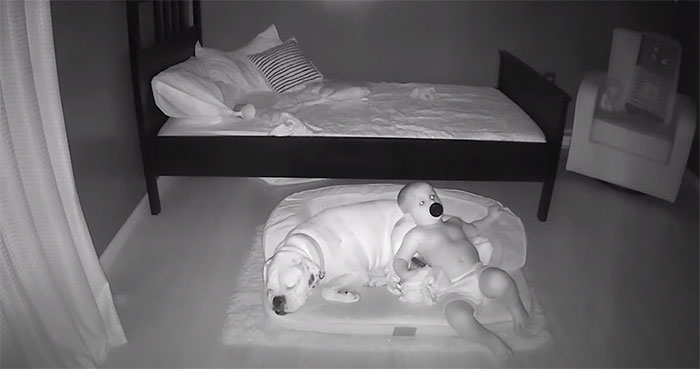 sensivel-mente.com - Câmera Captura Momento Adorável Garotinho sai de sua cama para dormir com seu cachorro