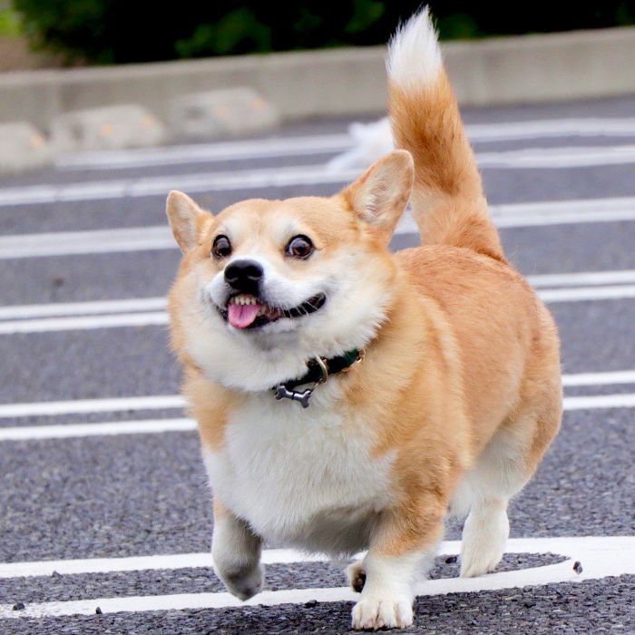 sensivel-mente.com - Conheça Gen, um corgi do Japão cujas expressões faciais podem fazer o seu dia instantaneamente (10 fotos)