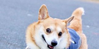 Conheça Gen, um corgi do Japão cujas expressões faciais podem fazer o seu dia instantaneamente (10 fotos)