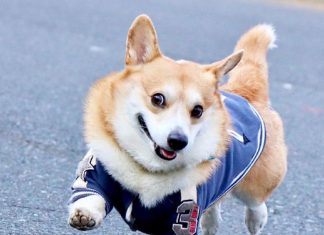 Conheça Gen, um corgi do Japão cujas expressões faciais podem fazer o seu dia instantaneamente (10 fotos)