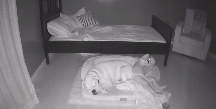 sensivel-mente.com - Câmera Captura Momento Adorável Garotinho sai de sua cama para dormir com seu cachorro