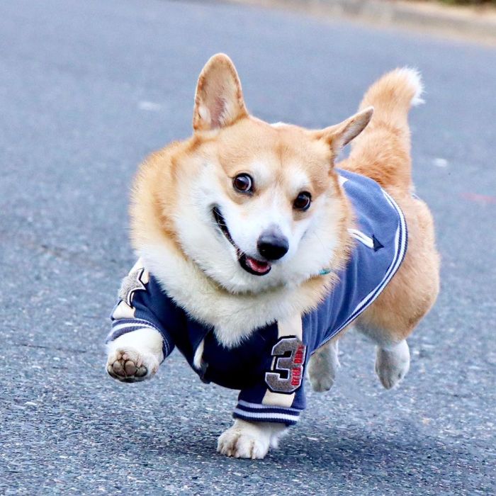 sensivel-mente.com - Conheça Gen, um corgi do Japão cujas expressões faciais podem fazer o seu dia instantaneamente (10 fotos)