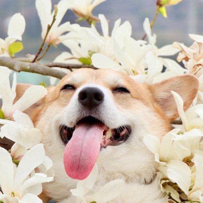 sensivel-mente.com - Conheça Gen, um corgi do Japão cujas expressões faciais podem fazer o seu dia instantaneamente (10 fotos)