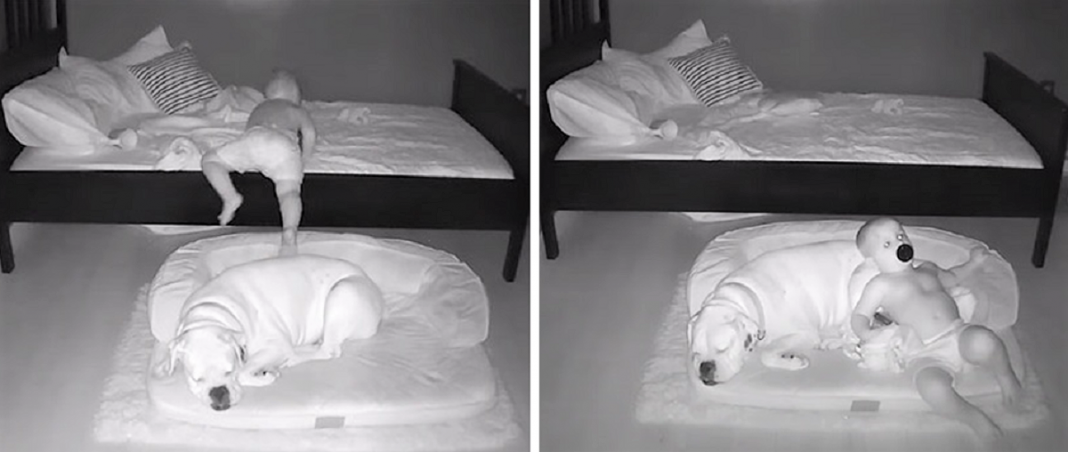 Câmera Captura Momento Adorável Garotinho sai de sua cama para dormir com seu cachorro