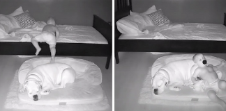 Câmera Captura Momento Adorável Garotinho sai de sua cama para dormir com seu cachorro