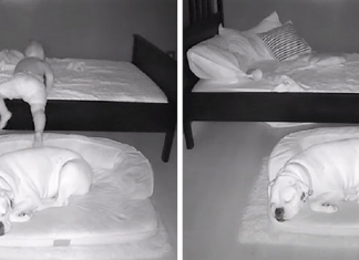 Câmera Captura Momento Adorável Garotinho sai de sua cama para dormir com seu cachorro