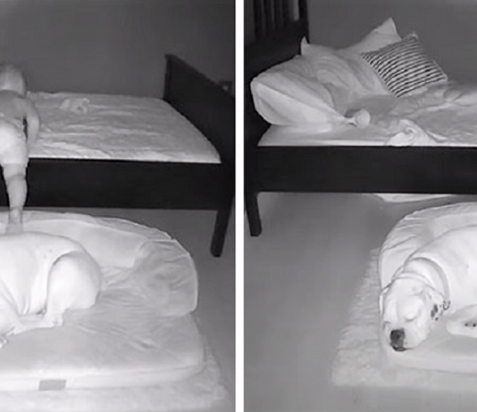 Câmera Captura Momento Adorável Garotinho sai de sua cama para dormir com seu cachorro