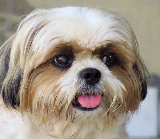 As razões que nos levam a amar tão intensamente um animal