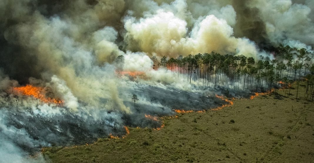 A Amazônia “pulmão verde” da América é consumido pouco a pouco.