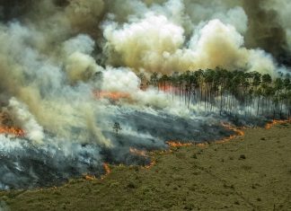 A Amazônia “pulmão verde” da América é consumido pouco a pouco.