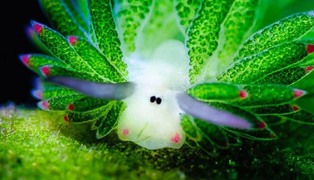 sensivel-mente.com - Conheça a simpática “Ovelha de folha”: o único animal que pode fotossintetizar