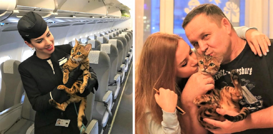“Não somos bagagem, somos seres vivos”: começa campanha pedindo que os bichinhos viajem na cabine com seus donos