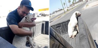 Ele levou seu cachorrinho doente para uma última caminhada antes de seu descanso eterno. Juntos até o final