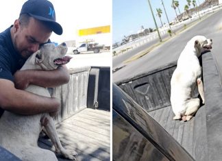 Ele levou seu cachorrinho doente para uma última caminhada antes de seu descanso eterno. Juntos até o final